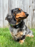 Spring Fi GPS Compatible BIO Collar