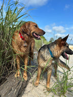 PFAF 1” Simple BioThane Buckle Collar