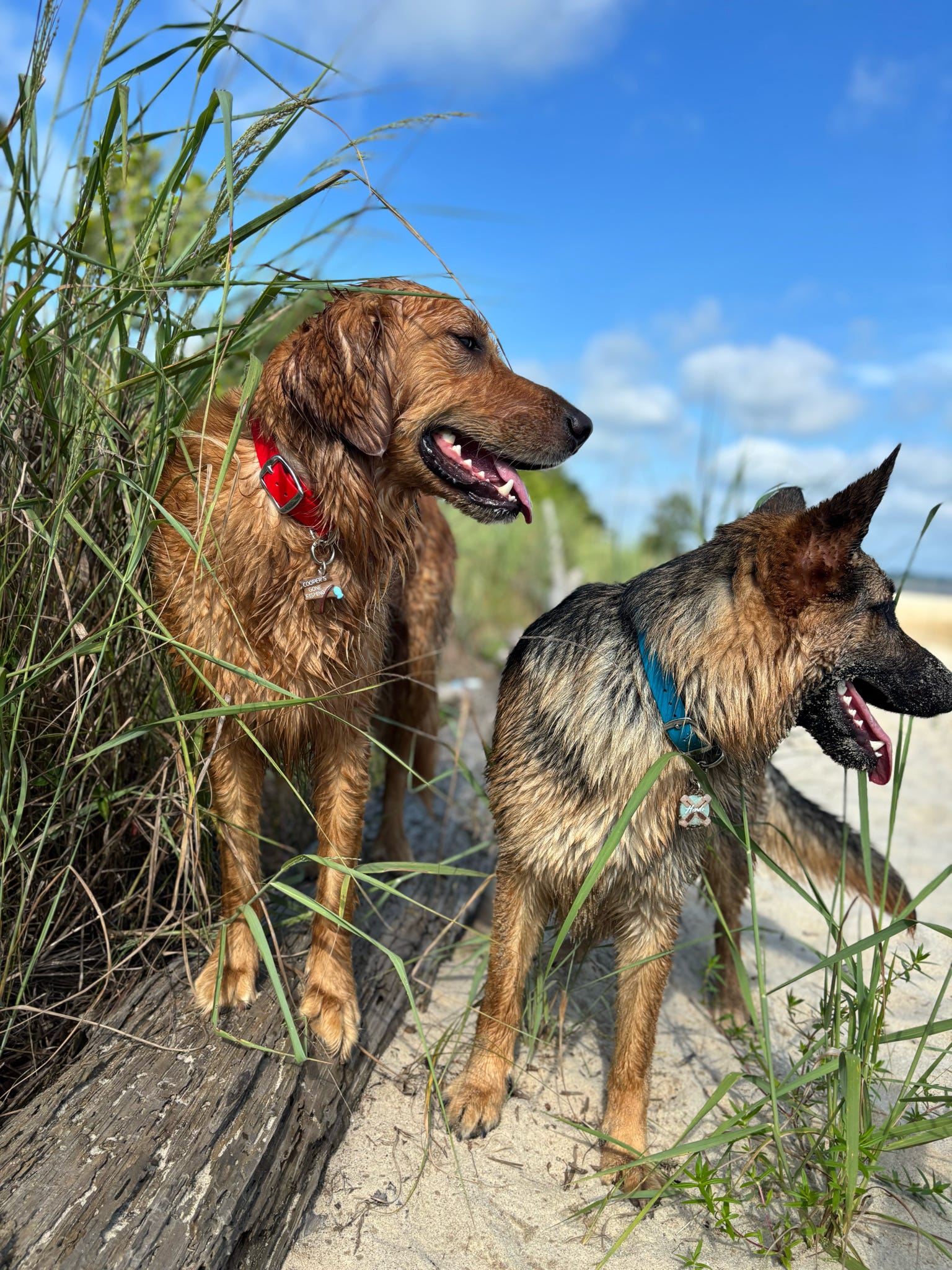 PFAF 1” Simple BioThane Buckle Collar