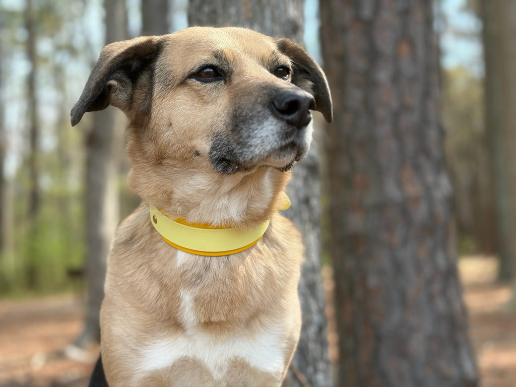 BIO "Buy It Once" Interchangeable Back BioThane Collar