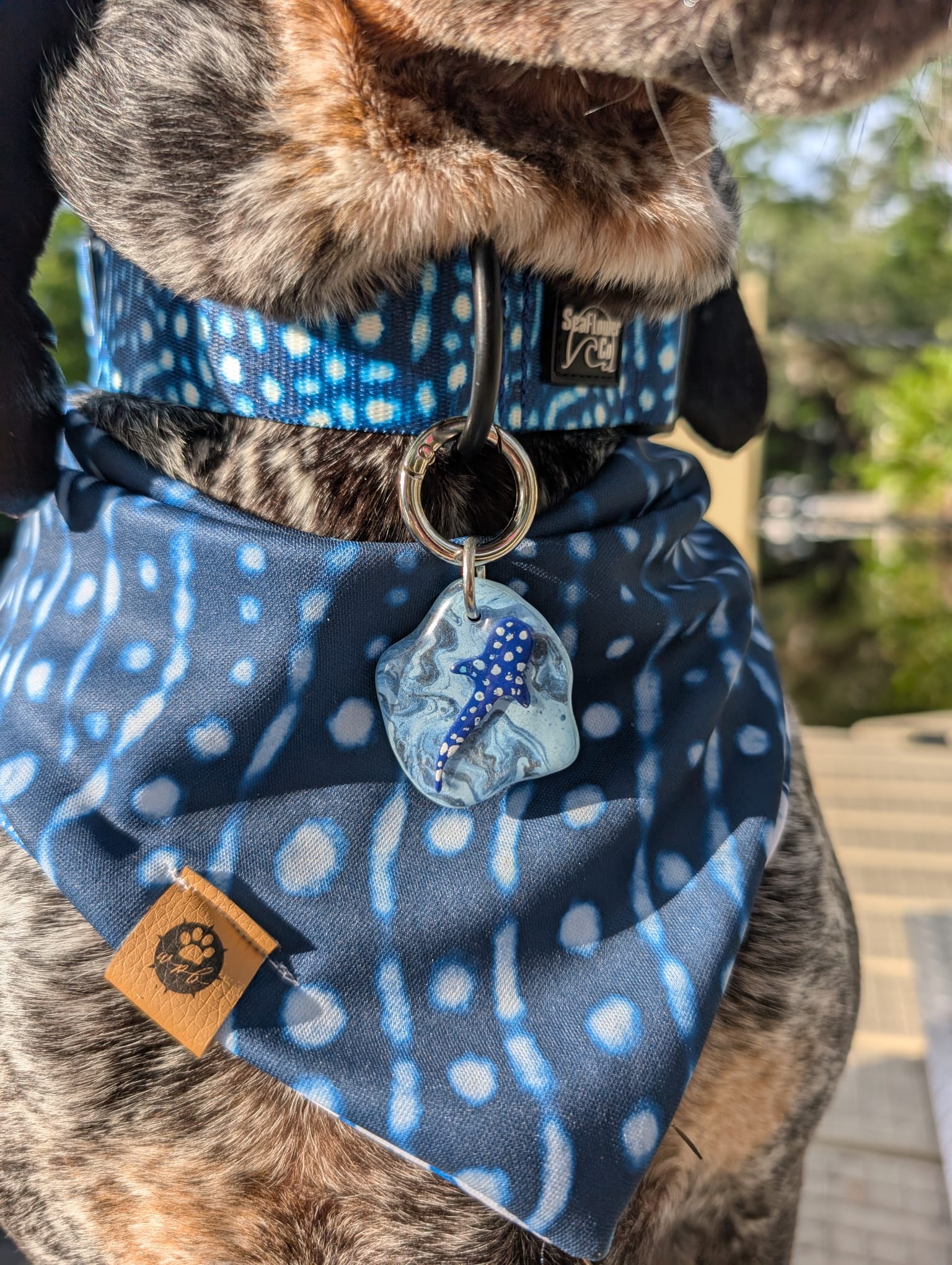 Whale Shark Tag
