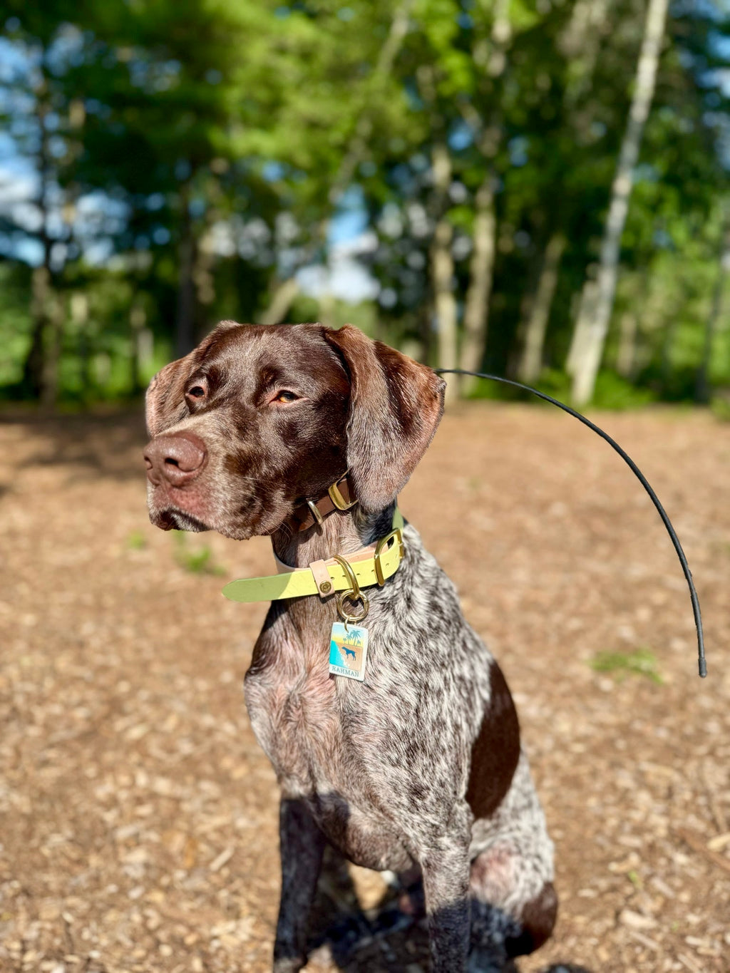 Spring Two-Toned Collar