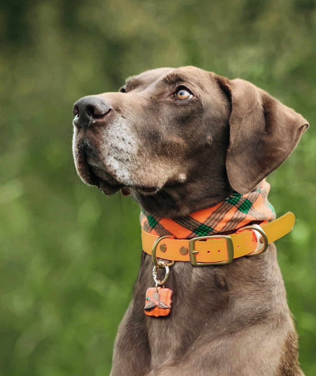 Pheasant & Flush Tag
