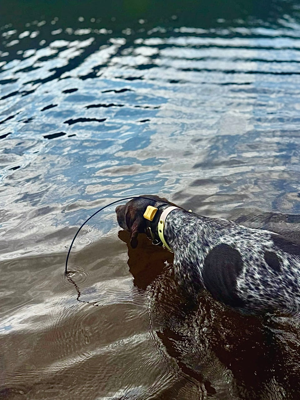 PFAF 1” Two-Toned BioThane Collar