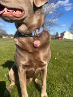 Death Valley National Park Tag