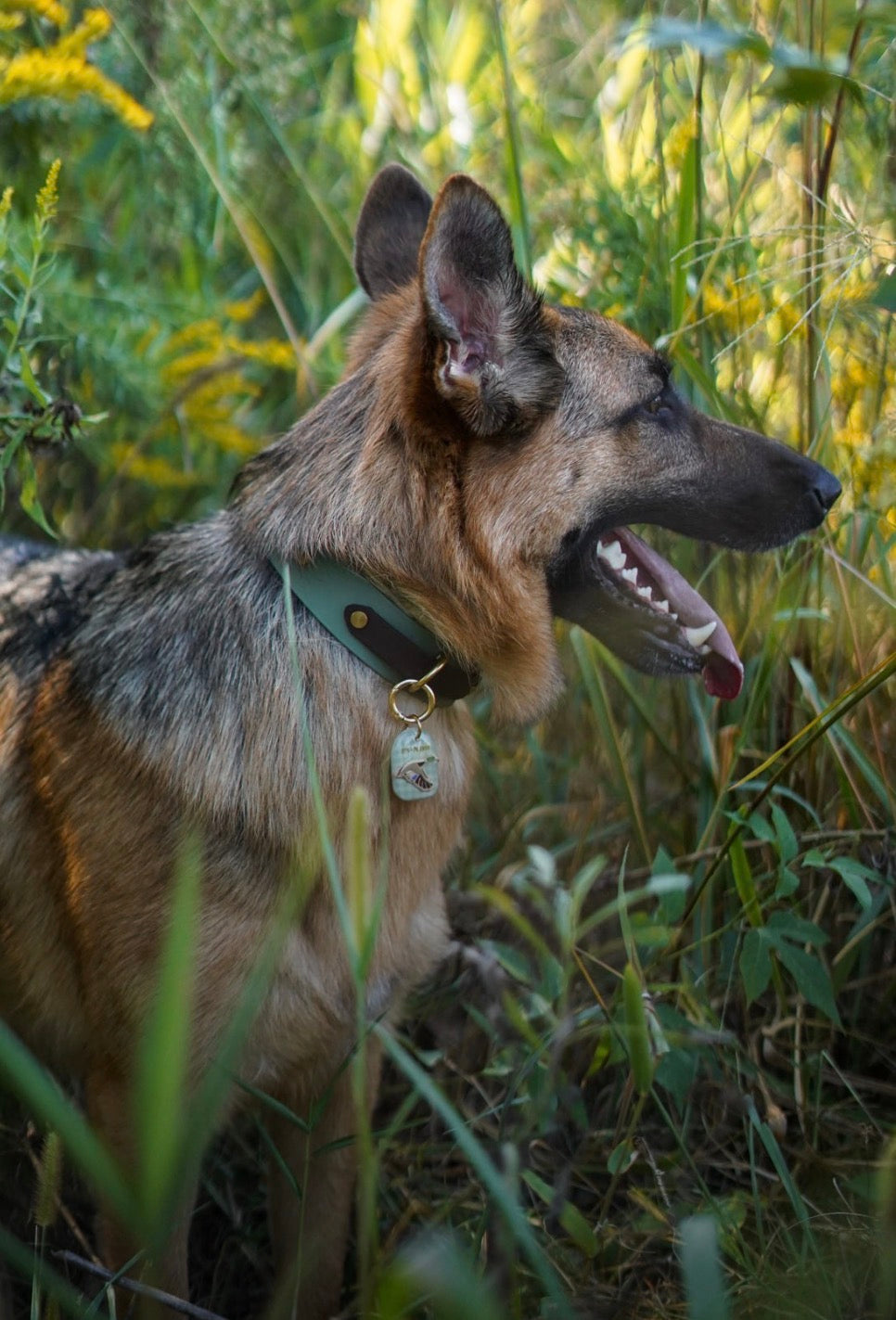 Marsh & Mallard Tag
