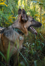 Marsh & Mallard Tag