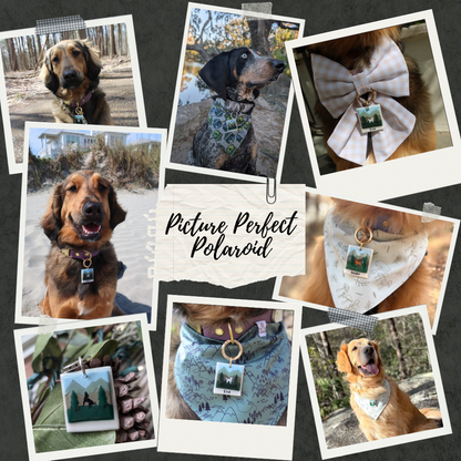 Picture Perfect Adventure