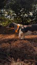 Woodland Watcher Collar Bundle