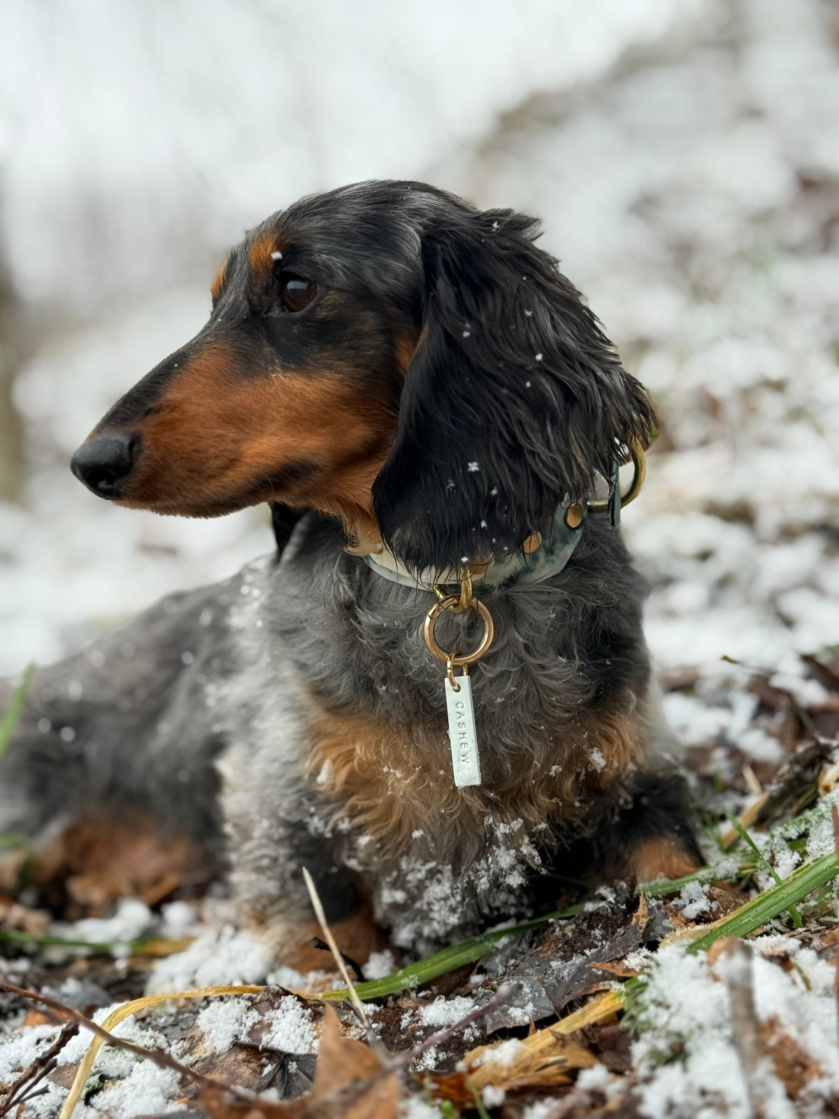 Foggy Pines Keystone Collar