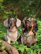 America's Most Iconic National Parks Collar