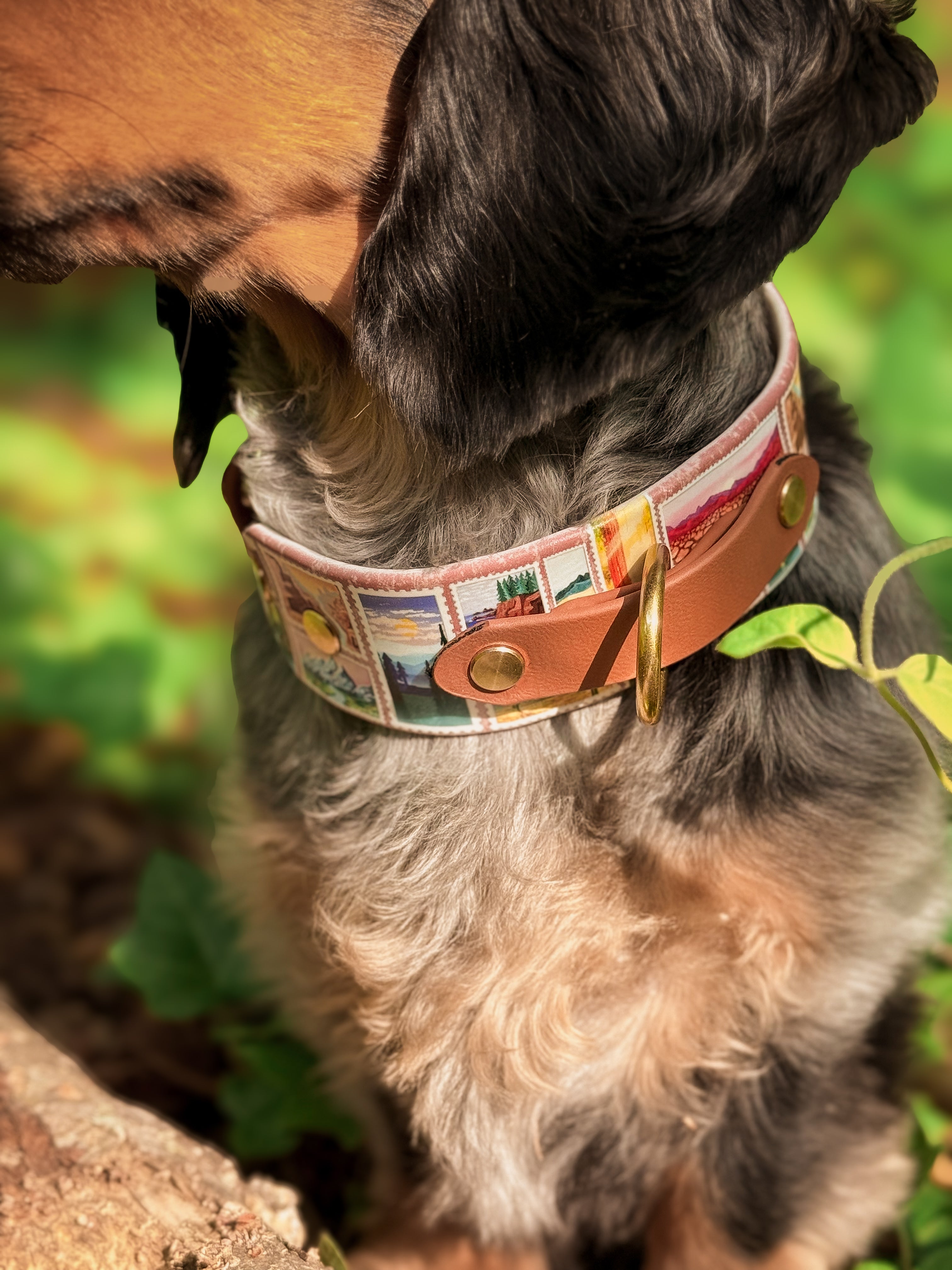 America's Most Iconic National Parks Collar