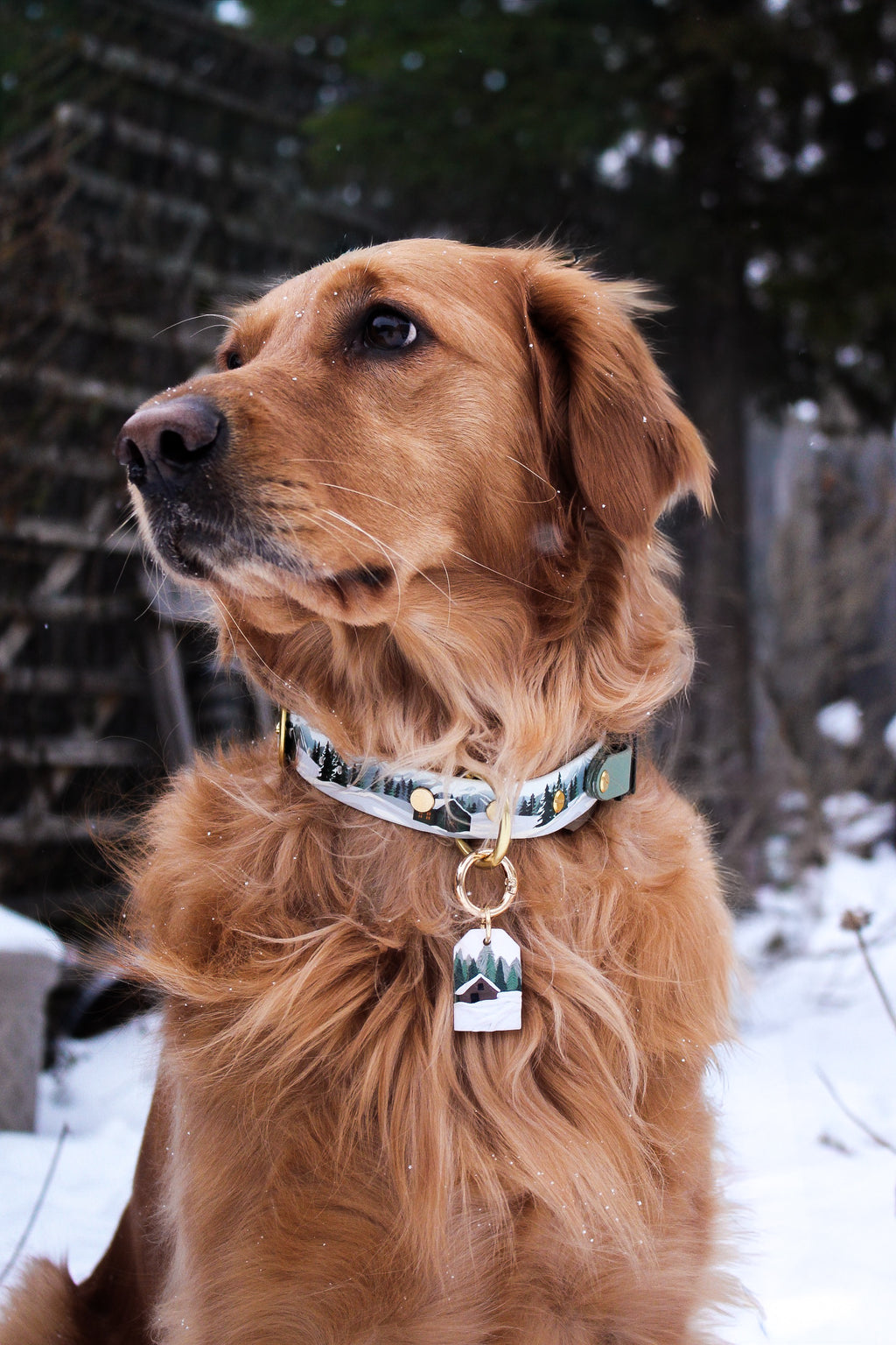Paws and Pines Collar