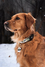 Paws and Pines Collar
