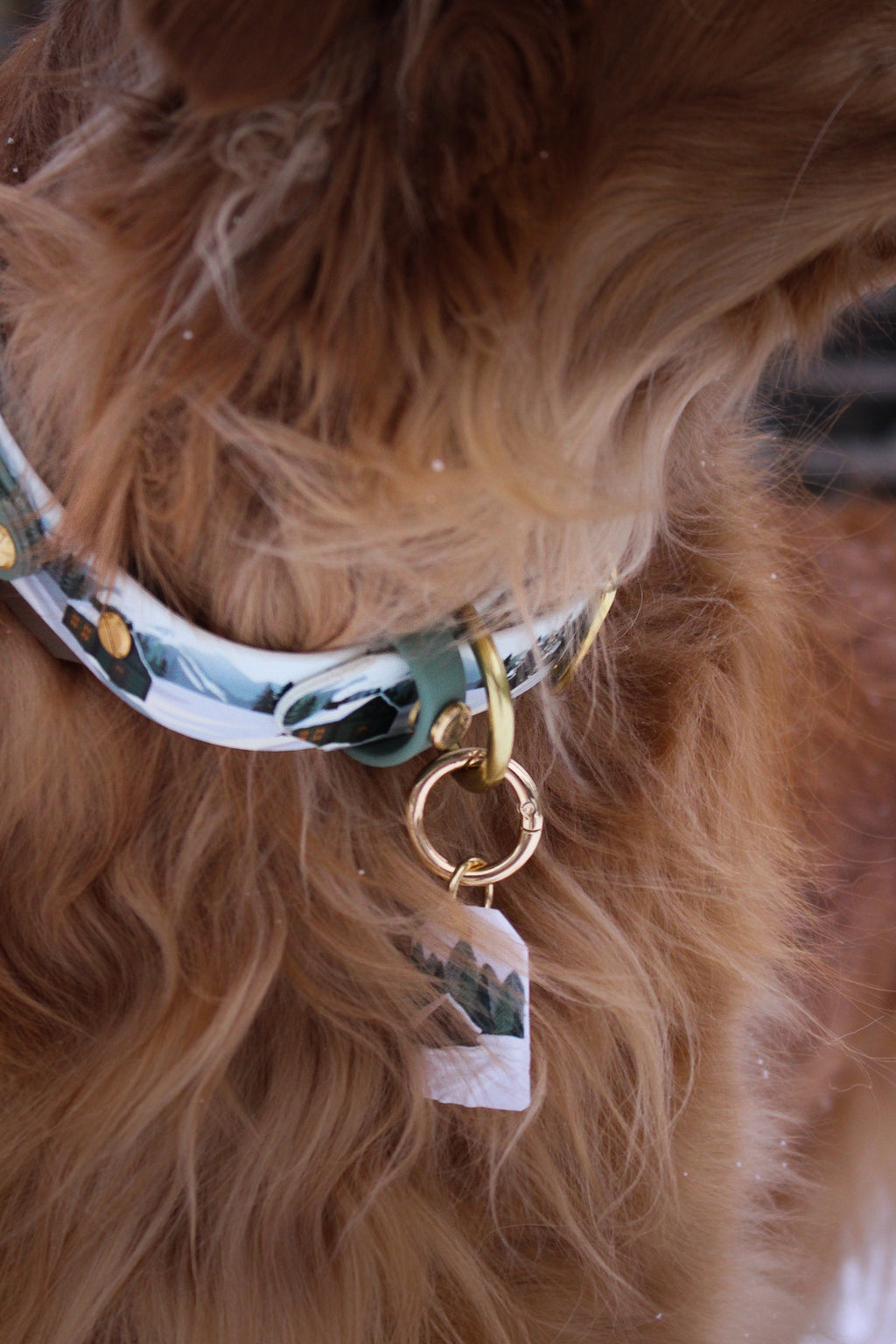 Paws and Pines Collar