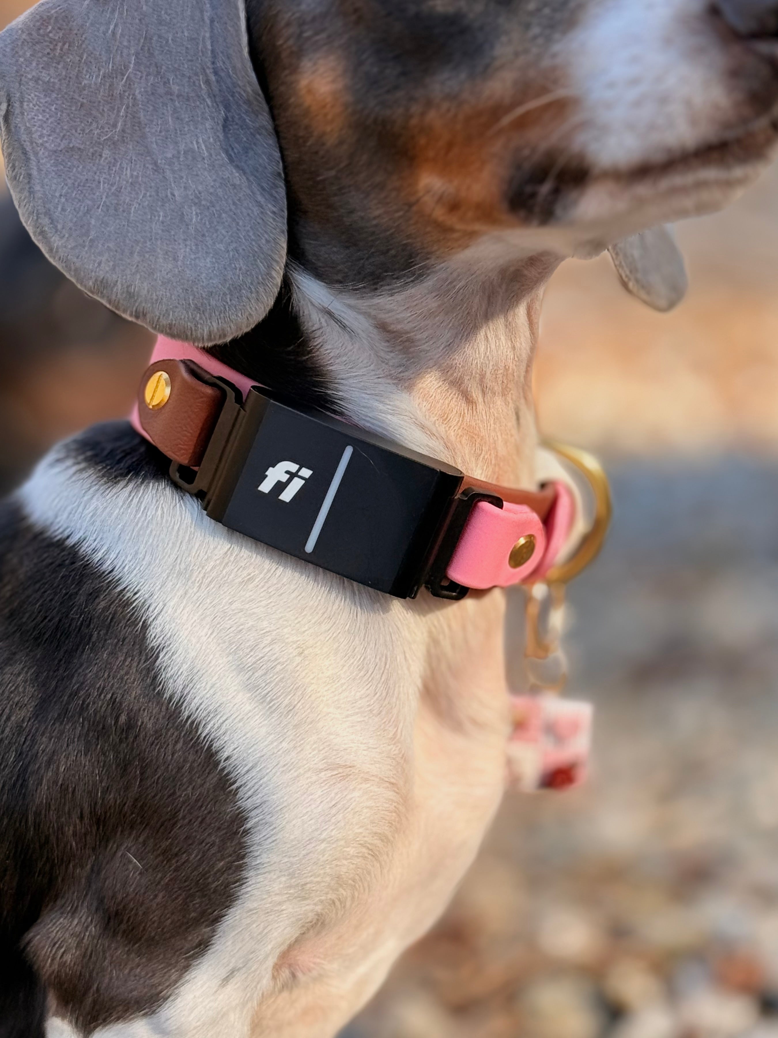 PFAF 1” Two-Toned Fi Series 3 BioThane Collar – Paws for a Future