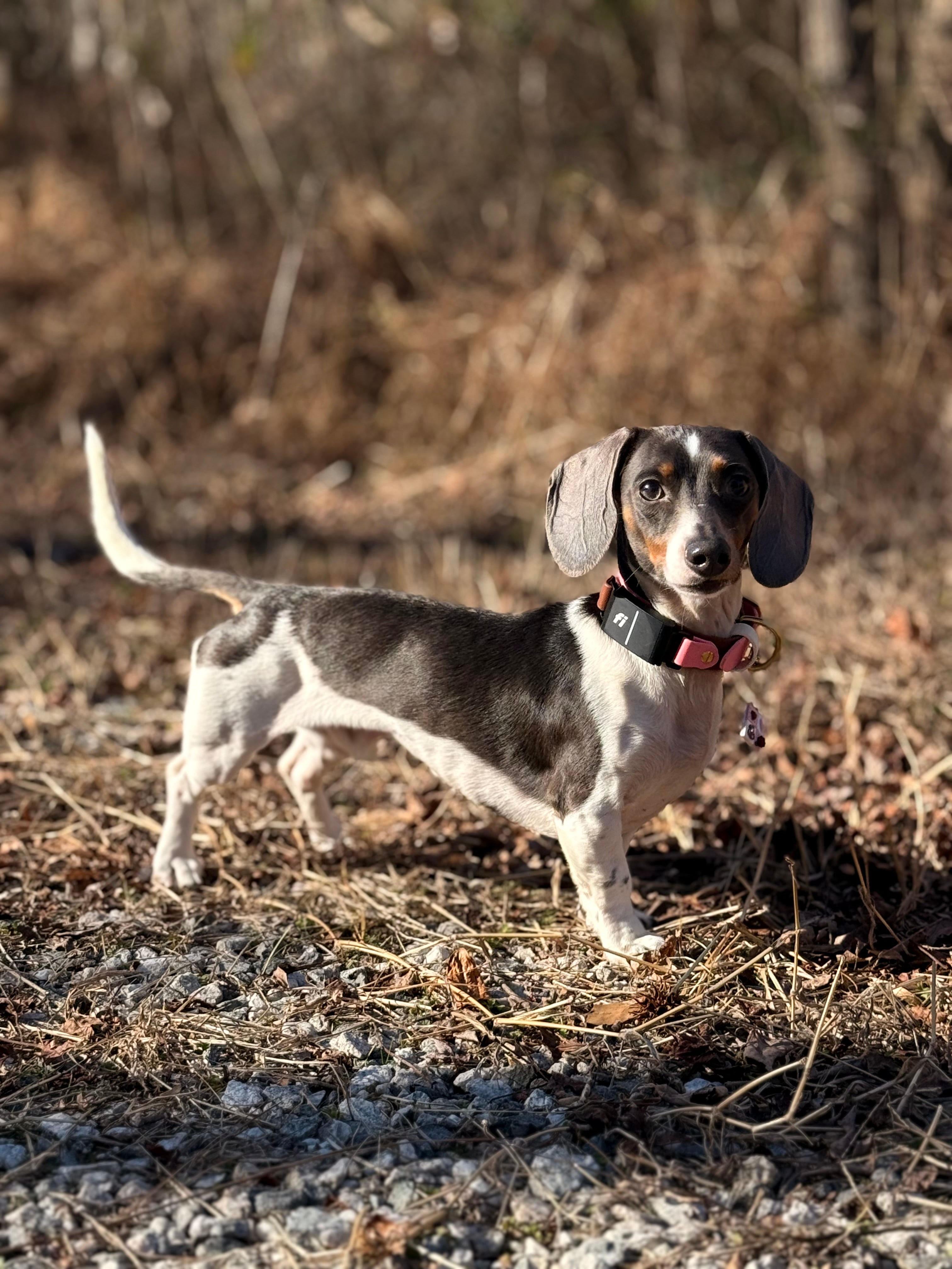 PFAF 1” Two-Toned Fi Series 3 BioThane Collar