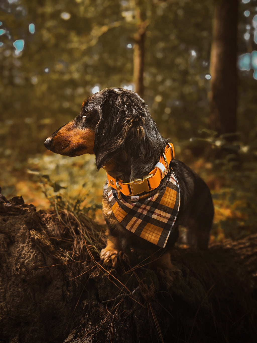 Woodland Watcher Collar Bundle