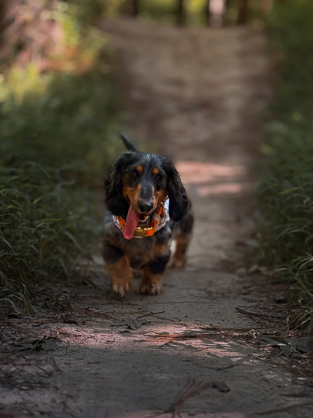 Woodland Watcher Collar Bundle